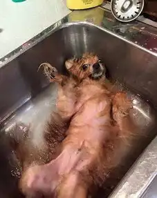 搞笑表情包动态图片洗澡