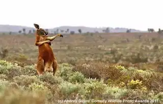 看一次笑一次,2017年世界上最好笑的动物照片来啦  看一次笑一次,2017年世界上最好笑的动物照片来啦