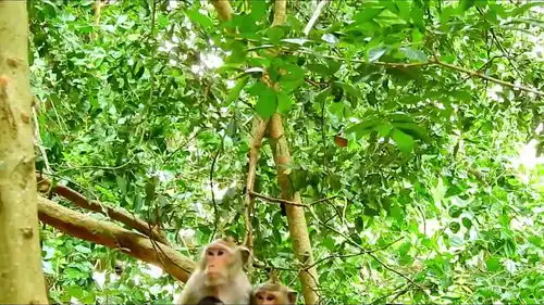 实拍猴妈在树上抱着小猴子,过来个大猴子靠在猴妈身边睡觉了  实拍猴妈在树上抱着小猴子,过来个大猴子靠在猴妈身边睡觉了