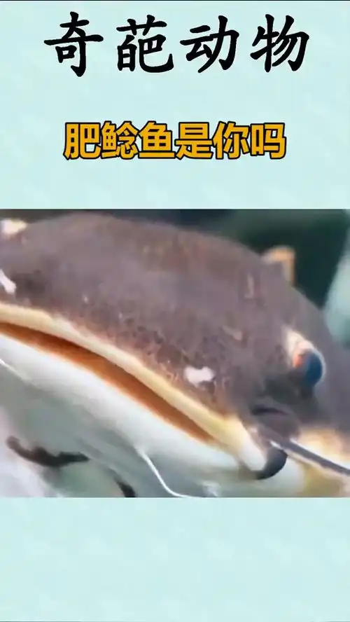  肥鲶鱼是你吗