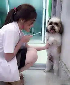 宠物gif图网友家的二哈脚受伤了,熟悉的表情依旧让人陶醉  宠物gif图网友家的二哈脚受伤了,熟悉的表情依旧让人陶醉