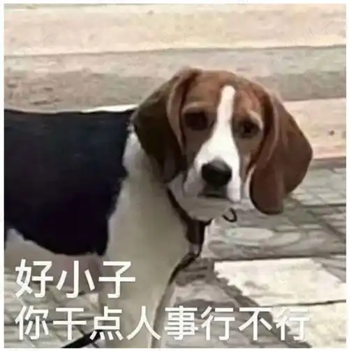  两次st,多次无底线蹭热点,御用审计师正中珠江,2100万净利润轰出500亿市值徽帮大佬吕向阳的资本腾挪术
