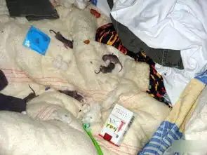 夏天热的图片 搞笑图片