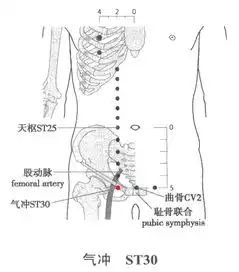 足阳明胃经气冲穴