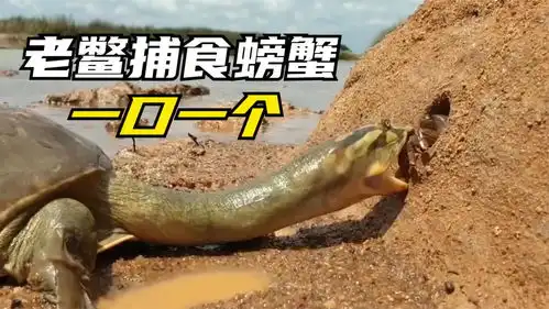  老鳖狩猎鲶鱼太搞笑,捕食螃蟹却能一口一个,这差距也忒大了