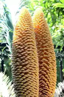  一组稀世罕见的铁树开花照片