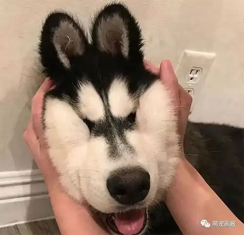  哈士奇那种深入骨髓的二,大家来感受一下