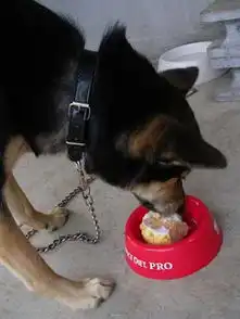 祝自己生日快乐配图狗