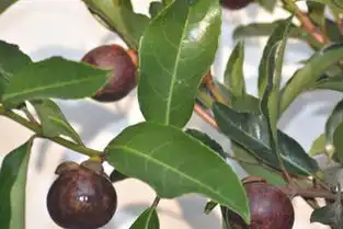  热带水果山竹几月份上市怎么选购怎么吃
