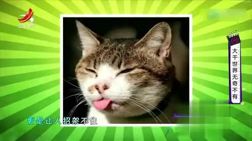  喵主子的搞笑日常