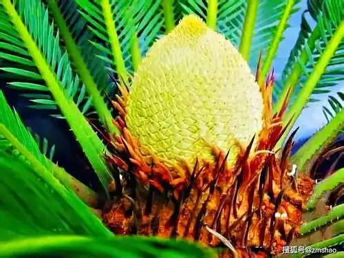 此花1000年才开稀世罕见