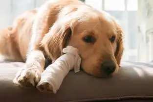  狗狗那些事狗狗腿划伤一个口子咋办