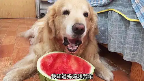  金毛和铲屎官的搞笑日常,不能怪金毛智障完全随主人了,笑不活了