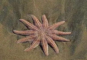  一组极罕见的图片方形海星铁树开花及无人驾驶空中出租飞机