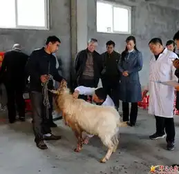 郧西10多只马头羊现场pk上演羊王争霸 郧西10多只马头羊现场pk上演羊王争霸