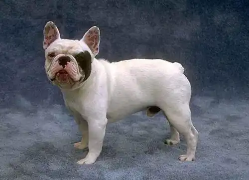  法国斗牛犬的价格