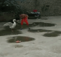 红包图片搞笑图片gif开