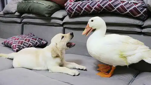  鸭子和拉布拉多犬一起生活充满乐趣可爱又搞笑的动物视频小狗