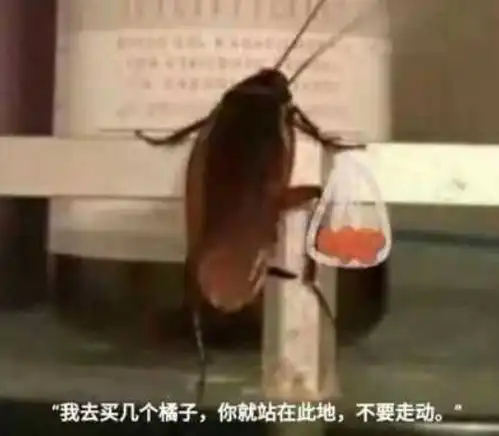  有没有能镇住全场的沙雕表情包,斗图输了,求助