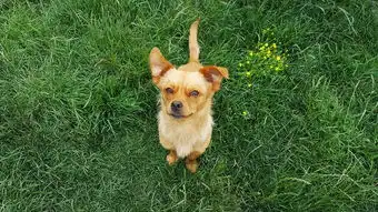  狗,幼犬,狗宝宝,小狗,有趣的狗,黄狗,狗的鼻子,年轻的狗,pup,谱系,可爱的,幼仔,那小子,家养,动物,宠物,可爱的狗,朋友,搞笑,年轻,快乐,狗种类,狗的照片,微笑着狗狗,只懒惰的狗,狗脸,狗可爱的,狗有趣的,狗笑