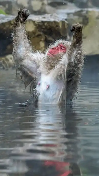 真实图片搞笑摄影奖