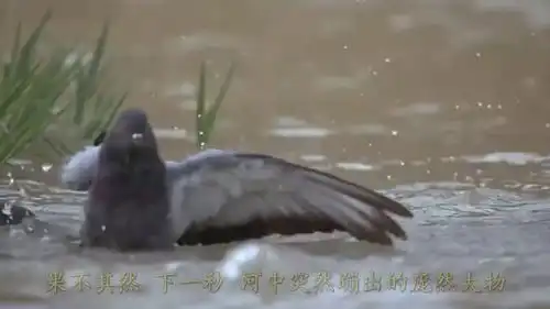  印度鲶鱼到底有多恐怖看看这只鸽子的下场,或许你就明白了