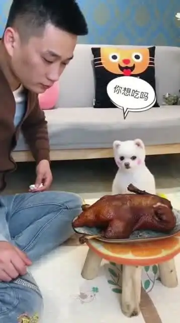  博美闹闹和主人看着烤鸭,接下来的一幕搞笑了