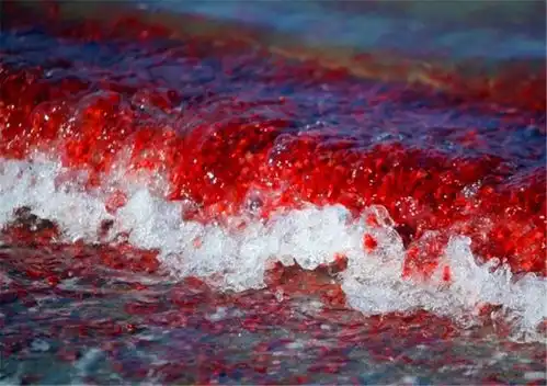  红色海浪侵袭海岸,游客纷纷围观还是不要轻易食用好