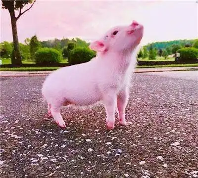  生肖中猪好吃懒做,为什么人们特别愿意生猪宝宝