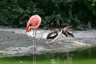  不甘心做鸭子它们把自己活着成了火烈鸟