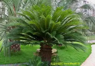  苏铁的种类有哪些