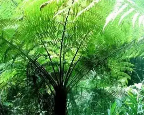  美出天际的金平五台山那五彩瀑布群更是动人心魄