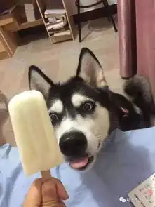  哈士奇搞笑图片