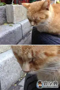  家里的喵感冒了搞笑图片