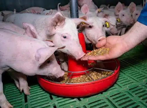 想减肥,就要像猪一样吃饭  想减肥,就要像猪一样吃饭