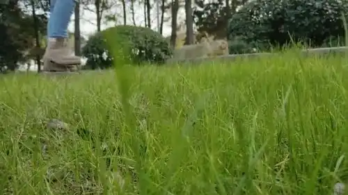  看这片绿油油的草地