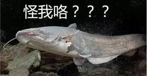  台风鲇鱼已发货,不能好好为祖国庆生
