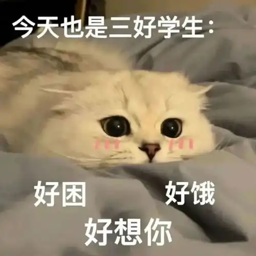  咪咪糊糊丨第796期喵表情包