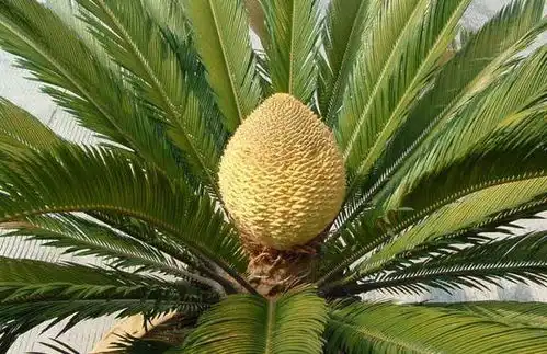 铁树的特点 铁树的特点