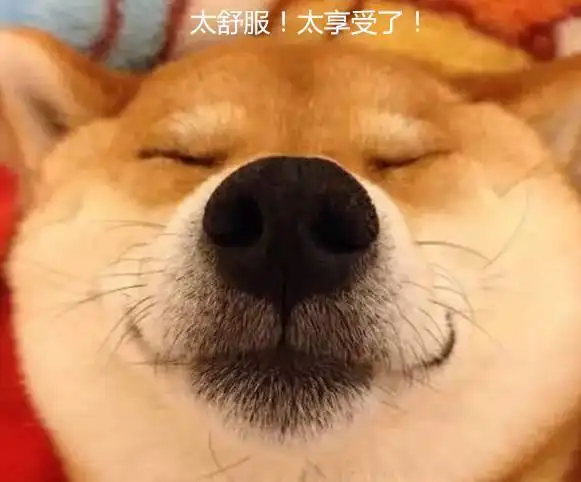  哈士奇掏耳朵时夹着飞机耳享受极了,噢棉签再掏深一点