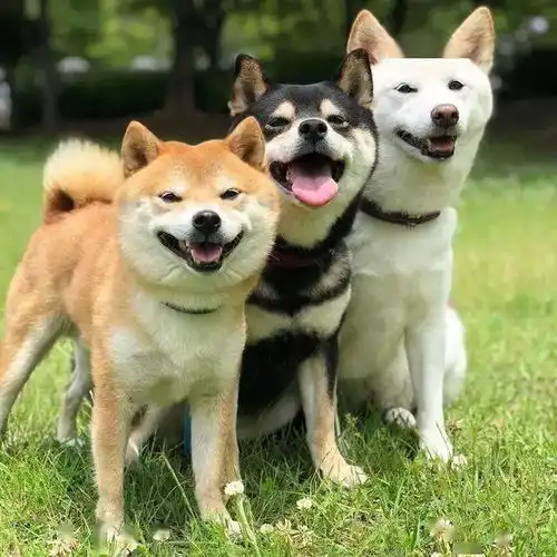  幽默笑话情人