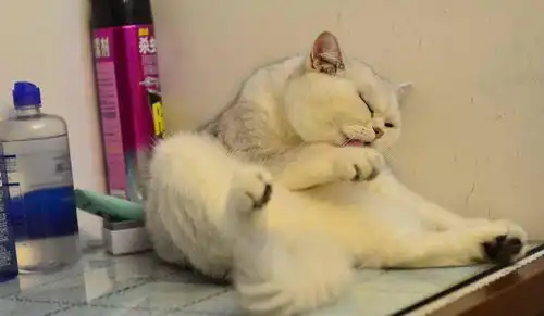  这猫咪每天都是一副生无可恋的表情猪都比它勤奋,这一幕笑喷了