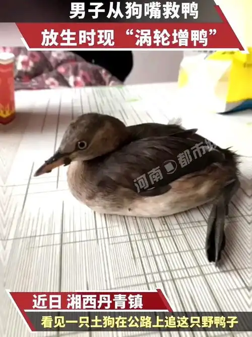  男子从狗嘴救鸭,放生时现涡轮增鸭搞笑小动物