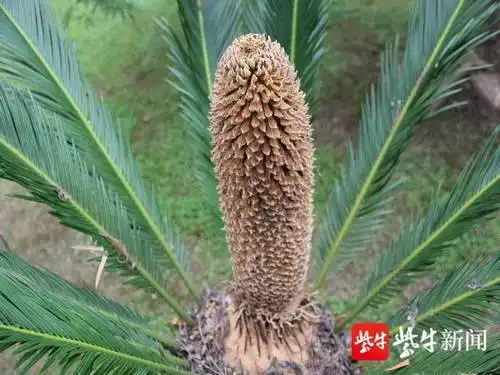  真有趣南京多处雌雄铁树开花