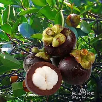  生活中多吃这几类水果有什么好处