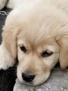  土狗和金毛串的幼崽,可以卖多少钱