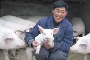  养猪人期待的2019年来了,猪价开门红,整体维稳,6省上涨