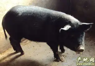  甘肃黑猪搜狗百科