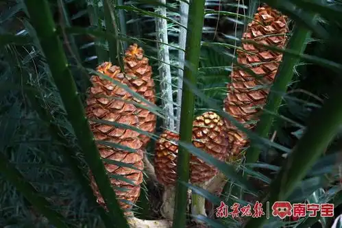  快看劳氏非洲铁移居南宁8年首次开花