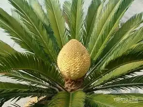  含笑虫病害防治五大虫病害是关键